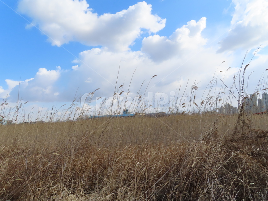 갈대밭,갈대,자연,풍경,바람,흔들리다,아름다움,식물,하늘,reeds,nature,landscape,wind,shaking,beauty,plants,sky