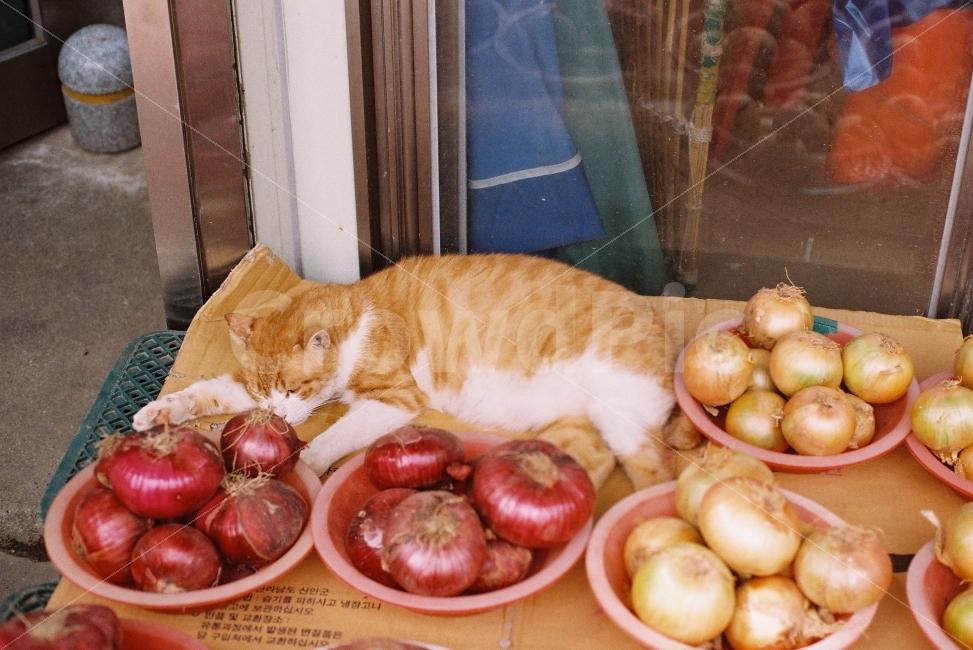 더위,고양이,시장,필름사진,필름카메라,시장,마트,마켓,market,mart,market place,동물,animal,포유류,mammal,고양이,cat,kitten,kitty,음식,식재료,요리,food,cook,meal,dishes,food reserves,채소,야채,vegetables