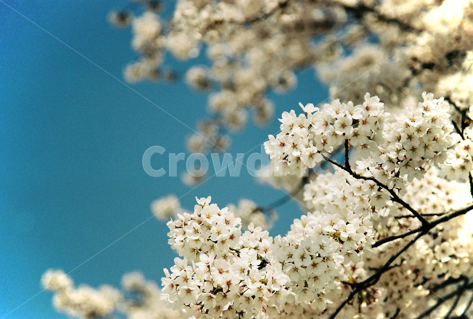 봄,꽃,벚꽃,하늘,필름,빈티지,나들이,데이트,피크닉,봄,계절,spring,season,식물,자연,plants,nature,꽃,flower,plant,blossom