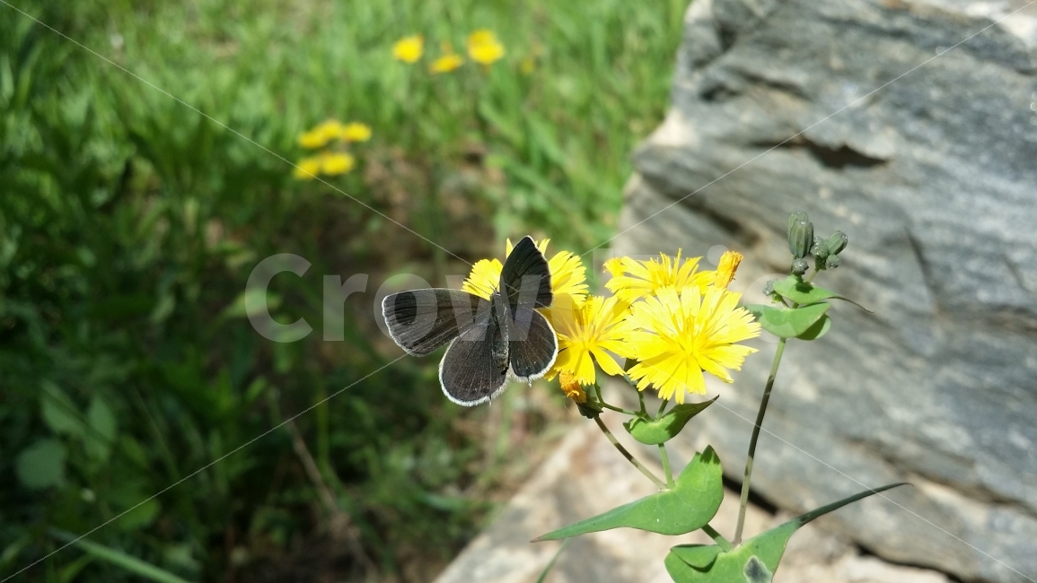 꽃,나비,여름,상쾌함,공원,식물,자연,plants,nature,꽃,flower,동물,animal,곤충,벌레,insect,bug