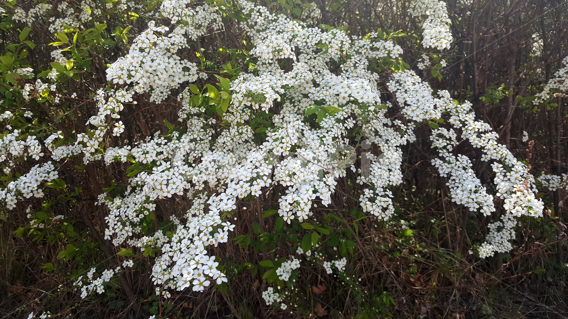 식물,그린,숲,풍경,흰색,꽃봉오리,만개,낮,평화,아름다움,내추럴,plant,green,forest,landscape,white,bud,bloom,daytime,peace,beauty,식물,자연,plants,nature,꽃,flower