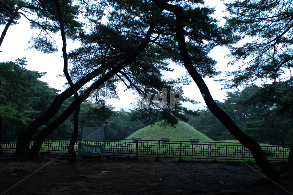 소나무,삼릉,남산,안개,무덤,자연,풍경,nature,landscape,한국자연풍경,한국자연경관,korea nature landscape,랜드마크,landmark,tourist attraction,한국랜드마크,한국관광지,한국명소,korea landmark,korea tourist attraction,grassland,목초지,outdoors,옥외,field,들,mound,투수판