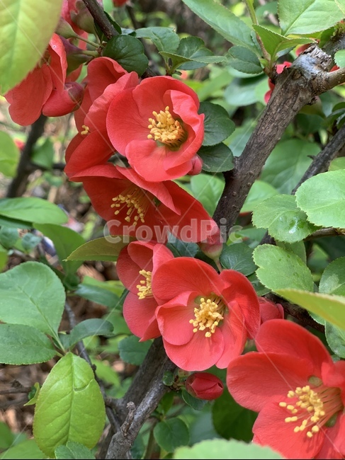 plant,식물,해당화,작약,봄꽃