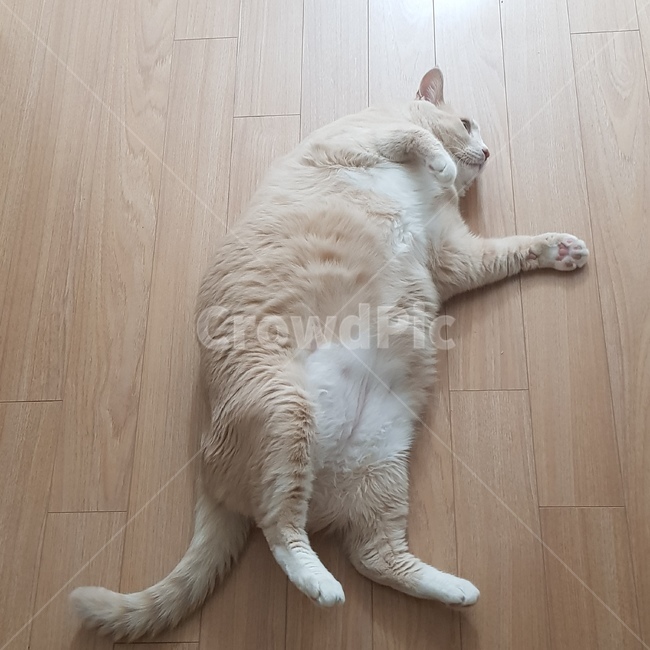 고양이,집고양이,뚱냥이,옆모습,고양이발바닥