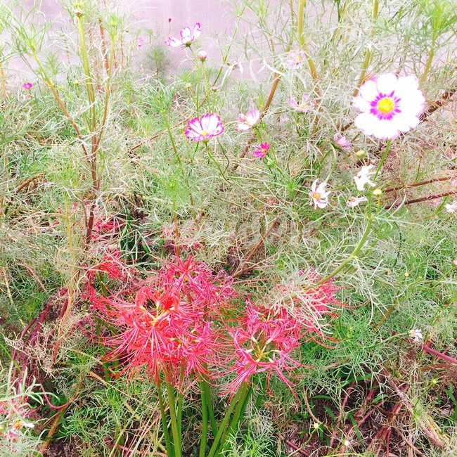 꽃,들꽃,석산,바닥,여러가지꽃,가을,계절,fall,autumn,season,식물,자연,plants,nature,꽃,flower,plant