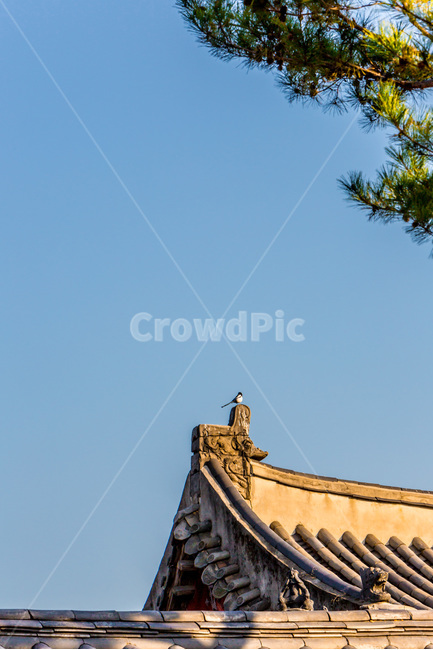 기와,담벼락,가을,풍경,까치,하늘,감성,한국전통,한국문화,korean traditional,korean culture,동물,animal,조류,새,birds,건축물,건물외관,exterior,building,structure,architecture,construction