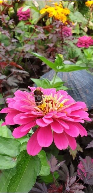 벌,꽃,식물,벌레,화초,식물,자연,plants,nature,꽃,flower