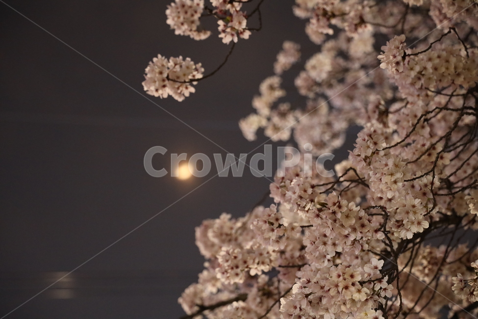 plant,식물,벚꽃,flower,꽃,blossom,moon,달