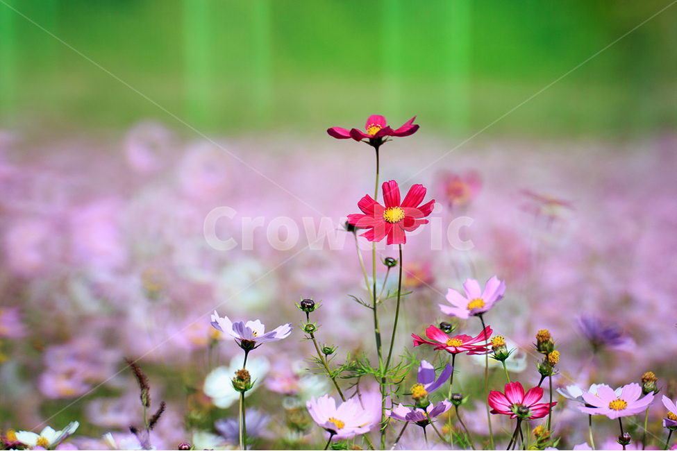 코스모스,꽃,가을,자연,아름다움,가을,계절,fall,autumn,season,식물,자연,plants,nature,꽃,flower,blossom,petal,꽃잎,plant,anemone,아네모네,geranium,제라늄
