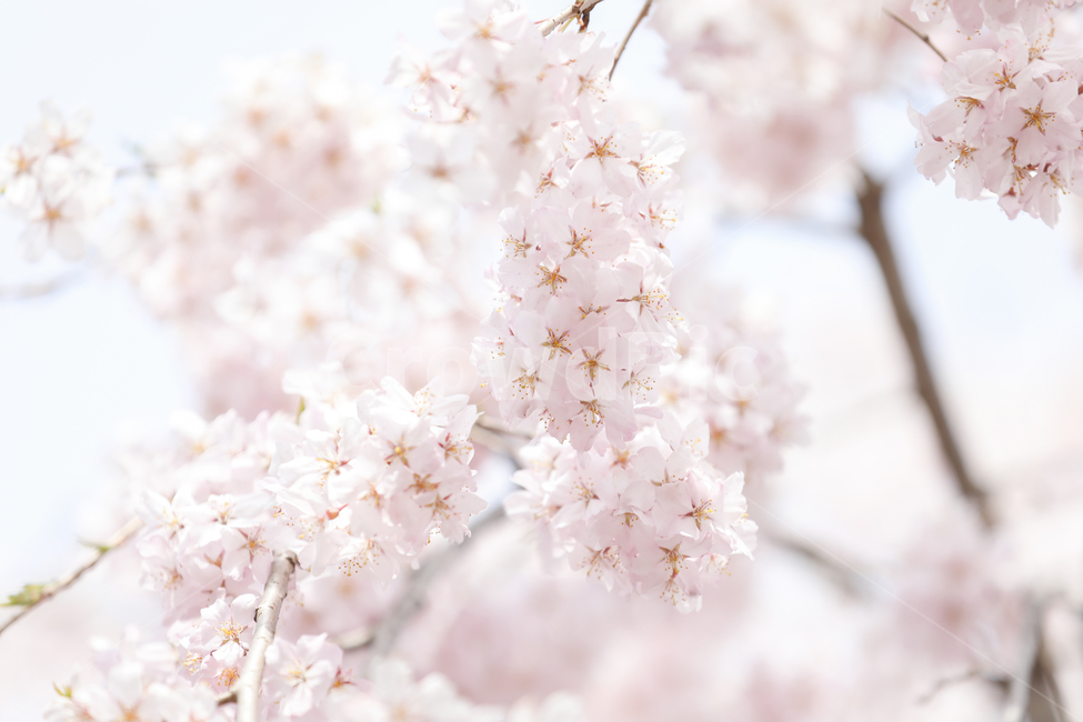 벚꽃,봄,데이트,분위기,감성,갬성,봄,계절,spring,season,plant,식물,blossom,꽃,flower