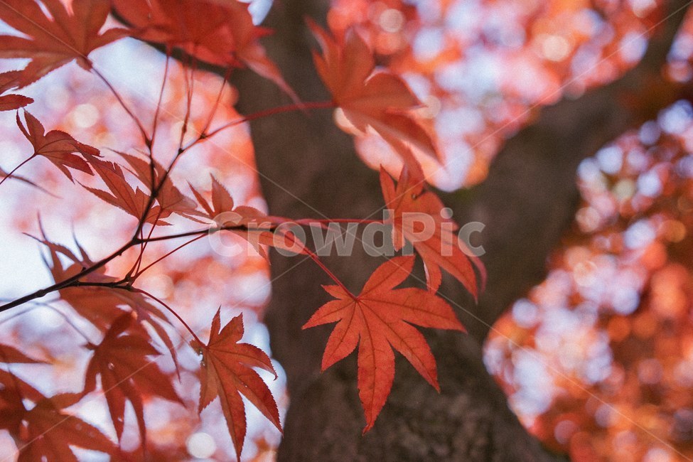 가을,낙엽,단풍,단풍나무,autumn,fall,가을,계절,fall,autumn,season,색깔,색상,색채,색감,color sense,color sensitivity,feeling of color,plant,식물,leaf,잎,tree,나무,maple