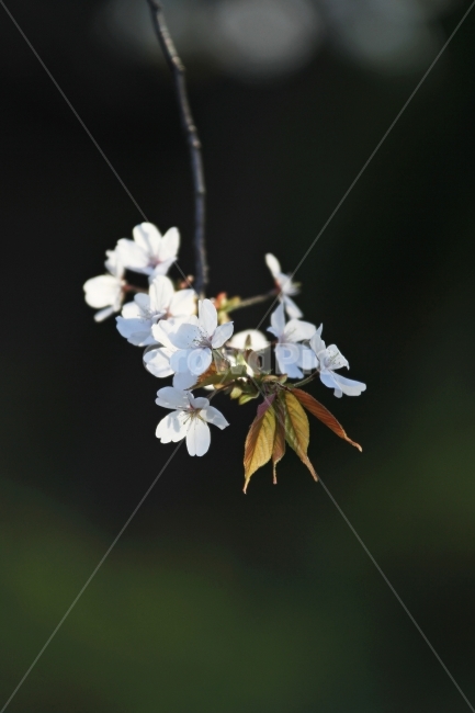 벚꽃,능수벚꽃,봄,식물,자연,감성사진,봄,계절,spring,season,식물,자연,plants,nature,꽃,flower,plant
