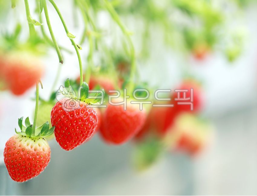 딸기,농장,농장체험,과일,싱싱한,맛있는,산지,농업,비닐하우스,농산물,재배,농부,농법,음식,식물,생산자,고당도,수확,모종,달콤한,봄,신선한,새콤달콤,제철,품종,비타민,딸기따기,생딸기,strawberry,food,fruit,plant