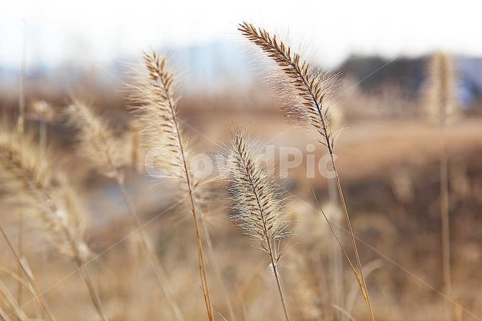강아지풀,강아지풀꽃,꽃,잡초,가을,풀,야외,공원,가을,계절,fall,autumn,season,식물,자연,plants,nature