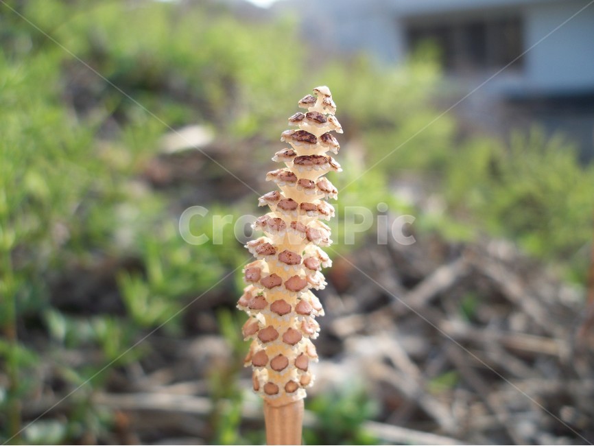 야생화,꽃,봄,자연,식물,식물,자연,plants,nature,꽃,flower