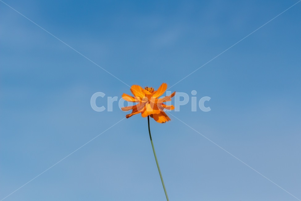 가을,꽃,황화코스모스,코스모스,가을하늘,가을꽃,가을,계절,fall,autumn,season,식물,자연,plants,nature,꽃,flower,plant,blossom,daisy,데이지,daisies