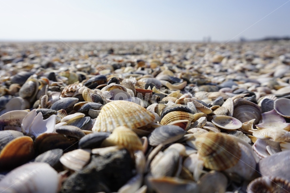 seashell,조개,beach,바닷가,sealife