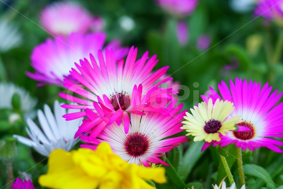 atmosphere,In May,Its bright,bright,feel,Clean,pure,spring,healing,Healing Photos,flower photo,Emotion,Livingstone Daisy,gay,Refreshing,nature,feeling,clean,flower,Emotional photo,refreshing,plant,animated,fresh