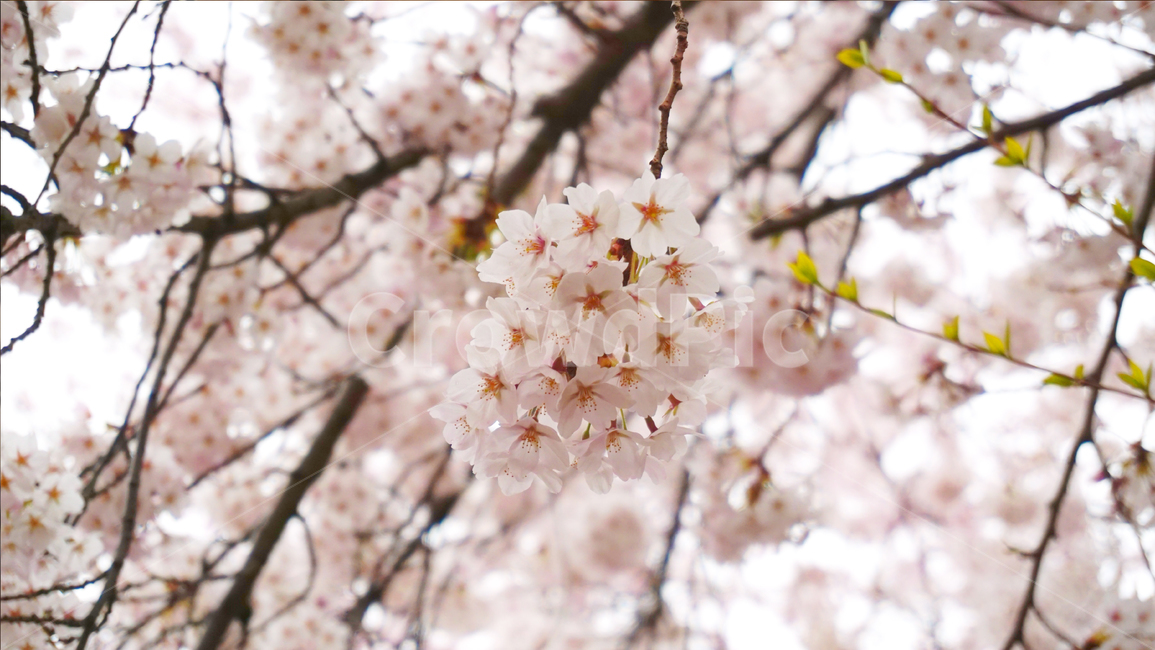벚꽃,꽃,식물,봄,나들이,cherryblossoms,flowers,plants,spring