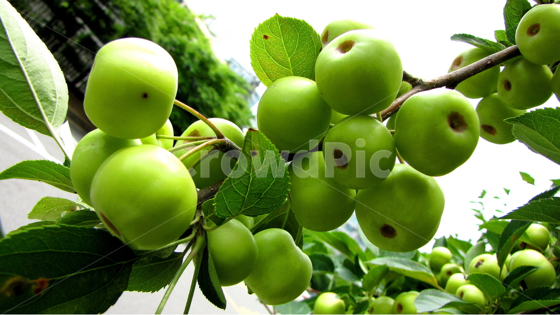 과일,식물,식품,풍경,자연,식물,자연,plants,nature,과일,열매,fruit