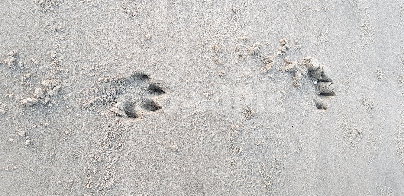 모래사장,발자국,멍멍이,흔적,바닷가,모래밭,해변,바다,beach,sea,동물,animal