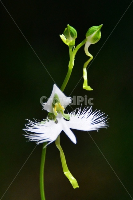 plant,식물,blossom,flower,꽃,난초과,관상용,하얀색,해오라비난초,해오라비난초꽃,야생화,다년생