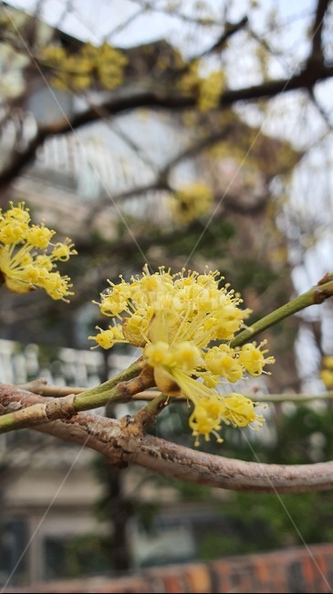 봄,꽃,식물,plant,spring,식물,자연,plants,nature,꽃,flower
