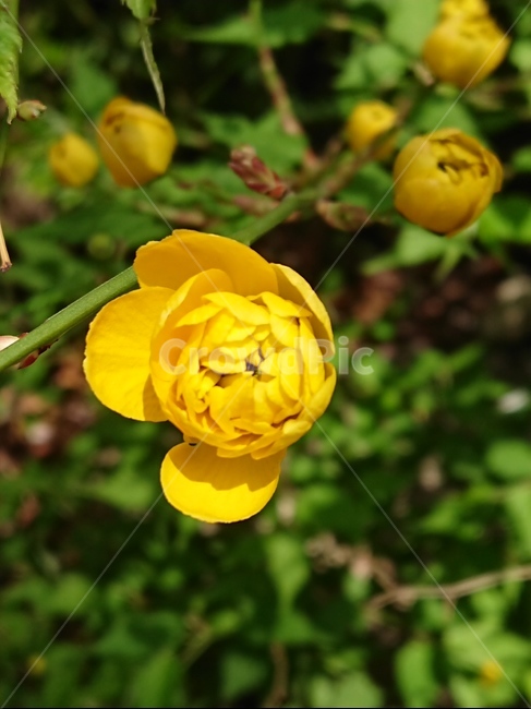 plant,식물,flower,blossom,꽃,식물,자연,plants,nature,꽃,flower