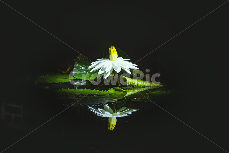plant,식물,flower,blossom,꽃,식물,자연,plants,nature,꽃,flower