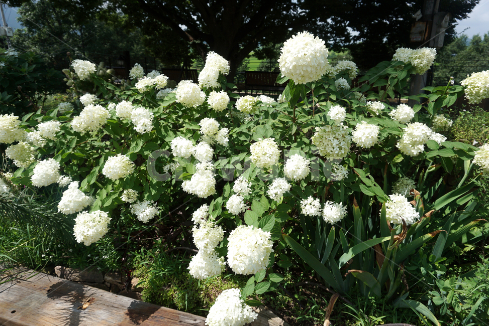 카페,흰꽃,강화도,강화도카페,티샤,가든,garden,정원