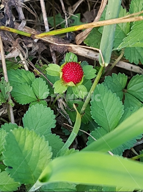 산딸기,자연산딸기,풀,raspberry,식물,과일,열매,fruit