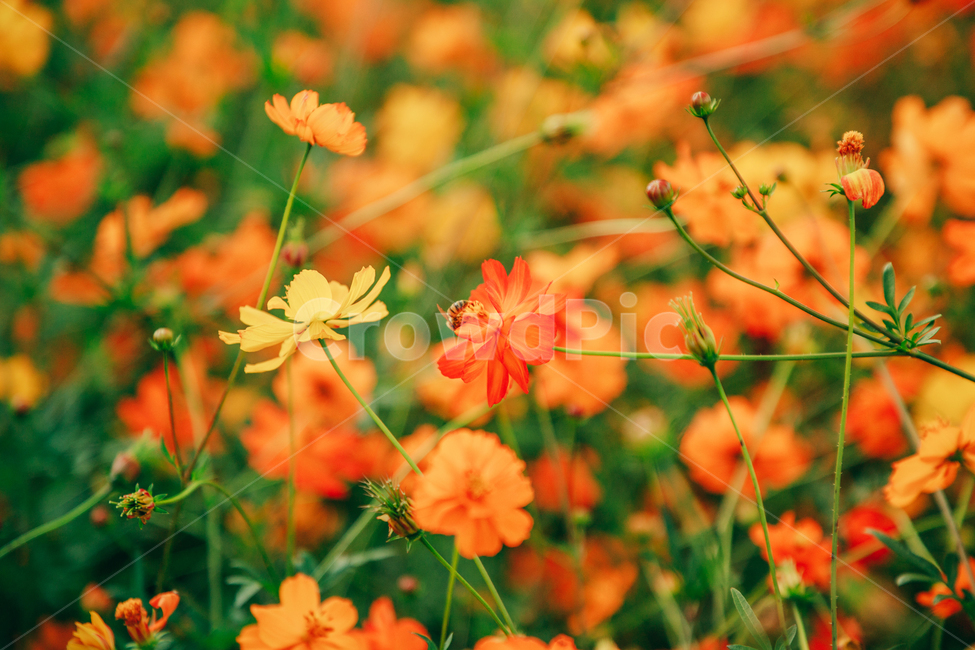 코스모스,꽃,자연,식물,가을,아름다운,commoncosmos,가을,계절,fall,autumn,season,식물,자연,plants,nature,꽃,flower,색깔,색상,색채,색감,color sense,color sensitivity,feeling of color,blossom,geranium,제라늄,plant