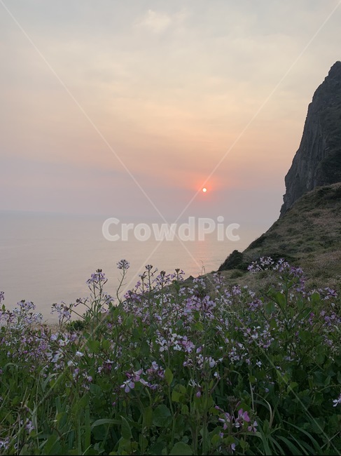 바다,일출,태양,성산일출봉,제주도,아침,노을,일몰,sunset,sun,자연,하늘,꽃,꽃밭,석양,nature,붉은하늘,pink,sky,자연,풍경,nature,landscape,outdoors,옥외