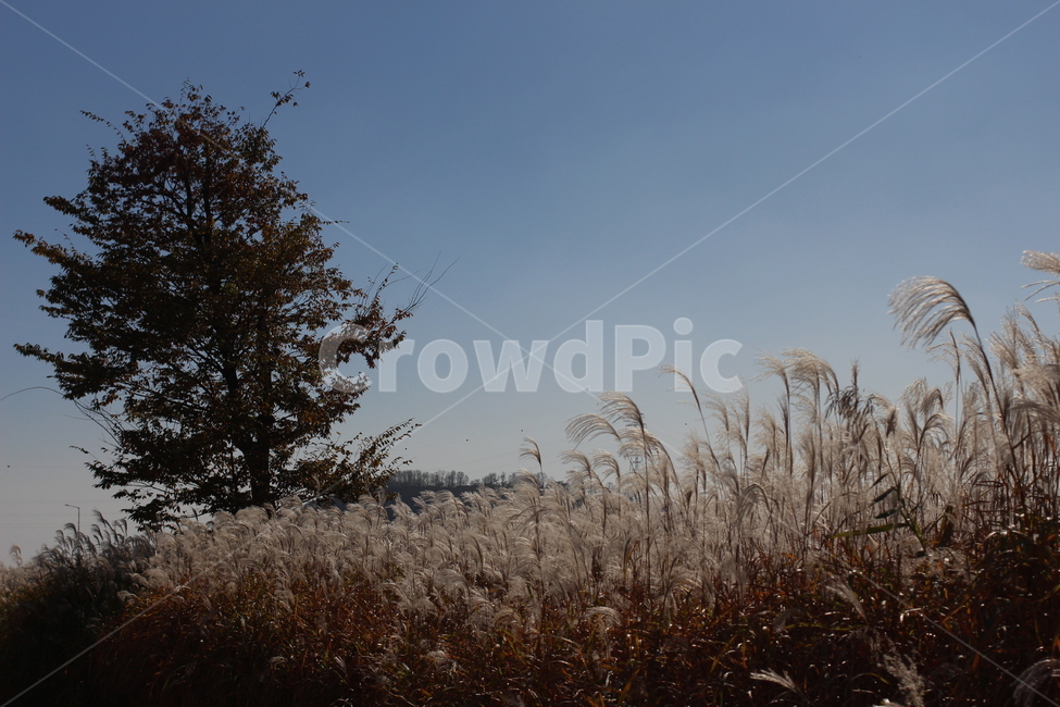 가을,가을감성,갈대,갈대밭,풍경,plant,식물,grass,잔디,lawn