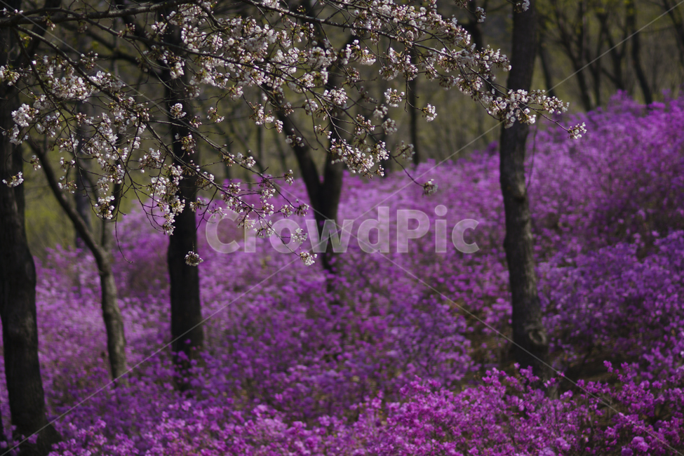 원미산진달래,진달래,봄꽃축제,봄,풍경사진,꽃놀이,봄,계절,spring,season,식물,자연,plants,nature,꽃,flower,plant