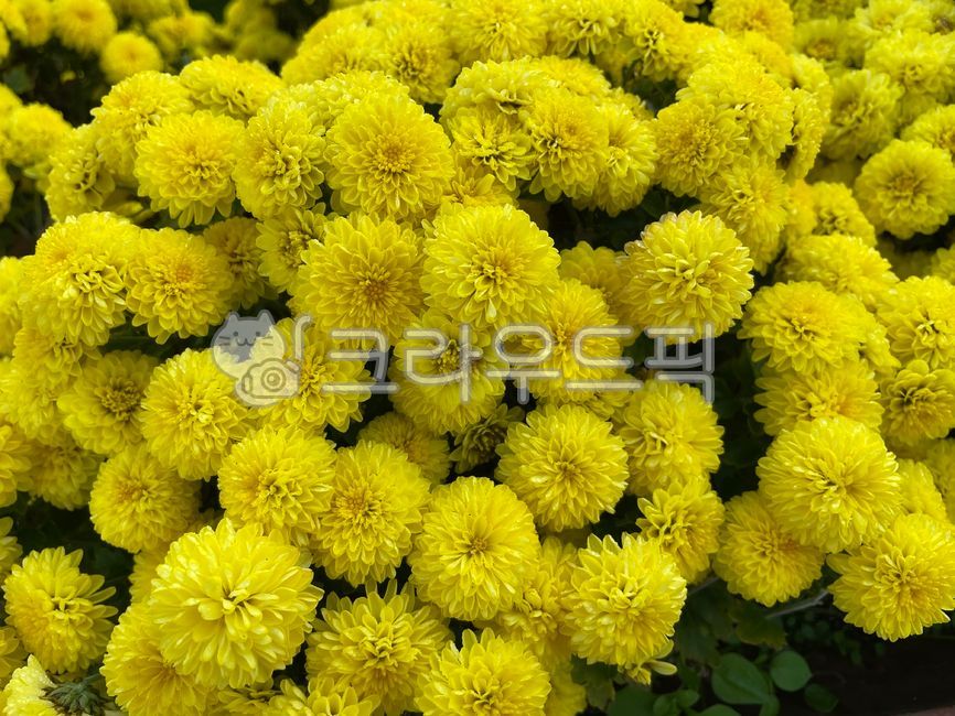 꽃,플라워,식물,가을,노란꽃