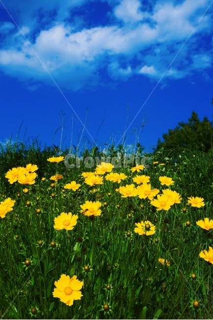 하늘,꽃,풍경,자연,농촌,식물,자연,plants,nature,꽃,flower