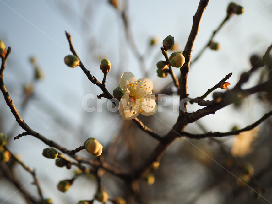 매화,꽃,spring,홍매화,봄,flower,식물,자연,plants,nature,꽃,flower