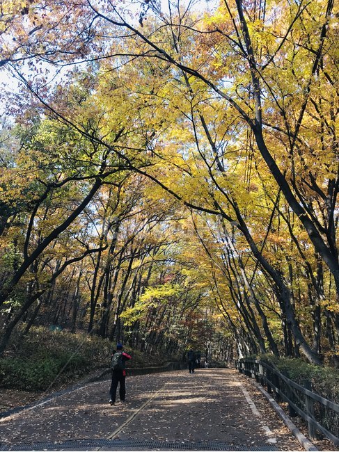 가을,날씨,단풍,풍경,낙엽,환경,노란색,등산,운동,가로수길,산책
