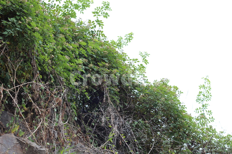 식물,녹색,잡초,잎,여름식물,식물,자연,plants,nature