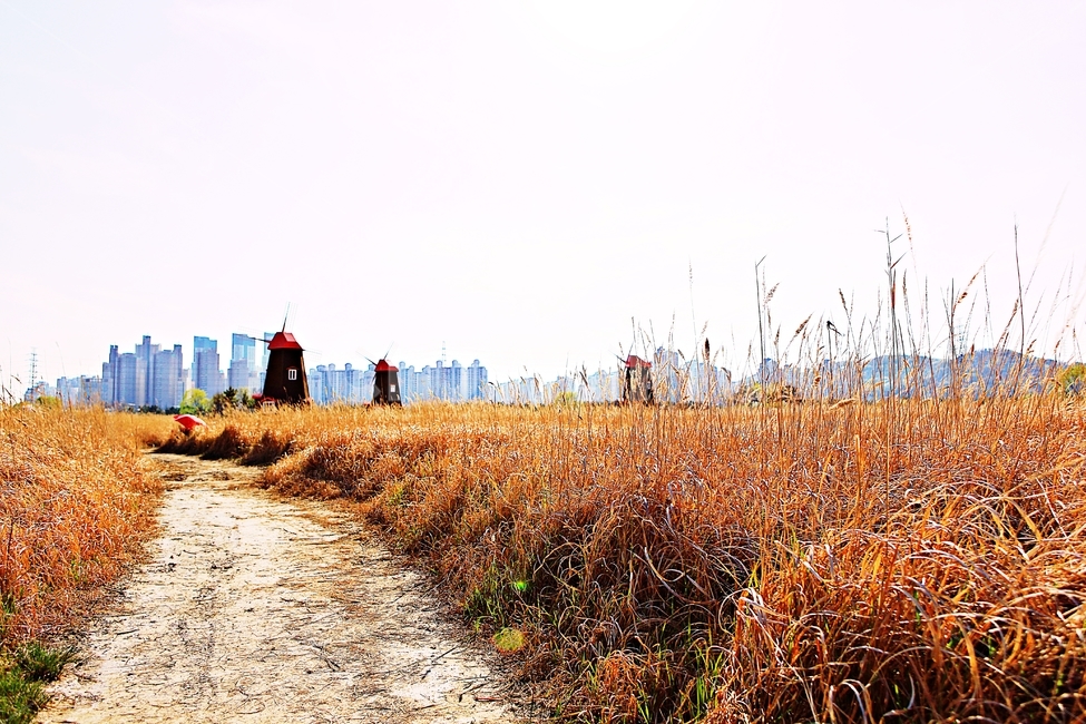 풍차,갈대식물,생태공원,풍경,자연,배경,가을,계절,fall,autumn,season,ground,바닥