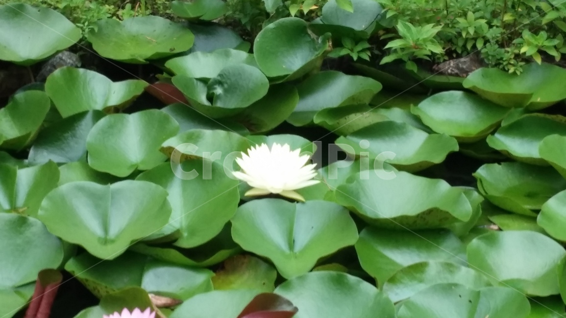 꽃,나무,돌,나비,벌,공원,숲,식물,자연,plants,nature,꽃,flower