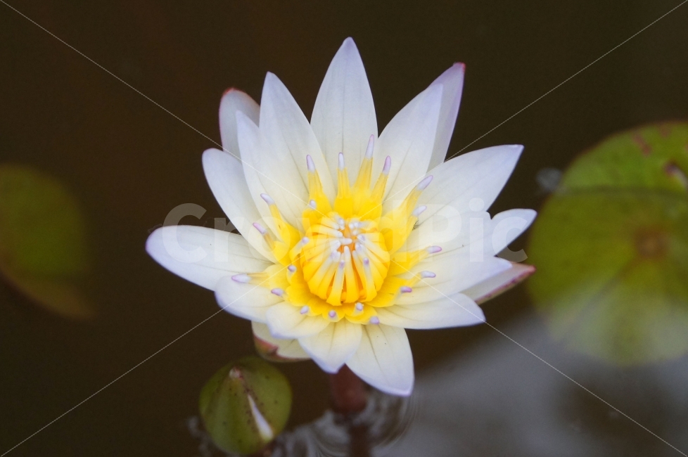 꽃,꽃사진,연꽃,가을꽃,예쁜꽃,식물,자연,plants,nature,꽃,flower