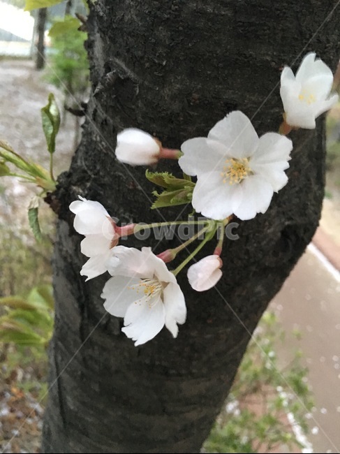 꽃,나무,봄,생명,활기