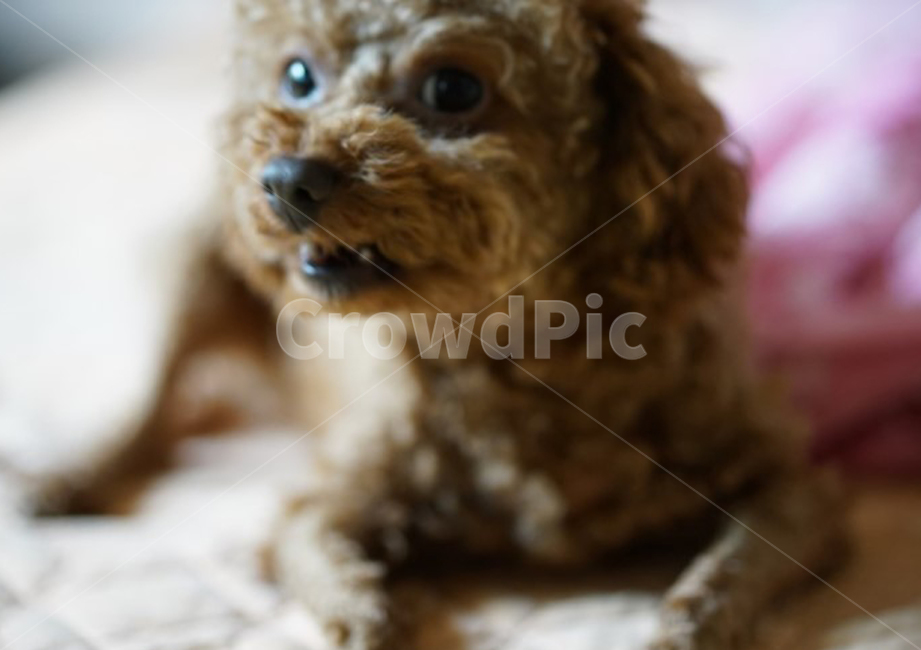 개,푸들,강아지,접사,애완견,반려견,화난개,동물,털,이빨,개,강아지,dog,doggy