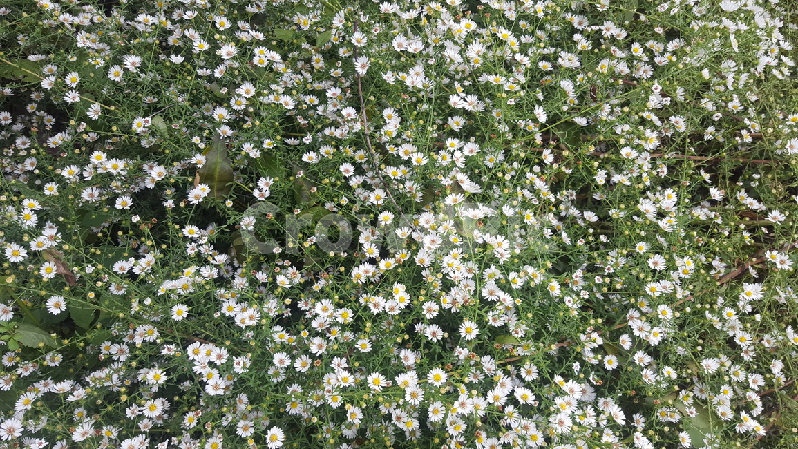꽃,시골,배경,자연,식물,식물,자연,plants,nature,꽃,flower