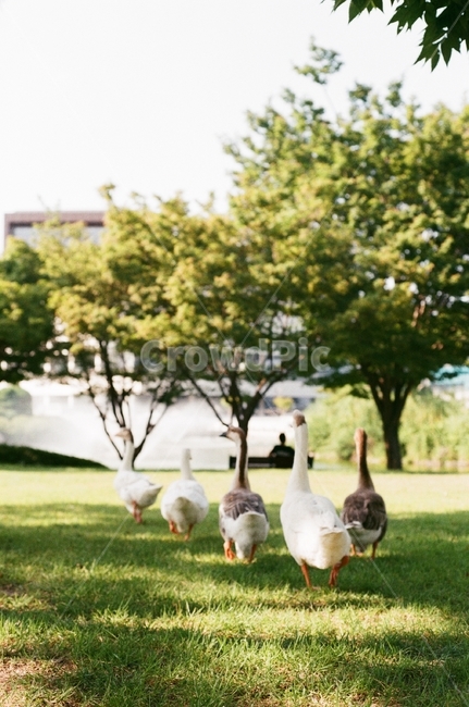 거위,동물,새,카이스트,그늘,풍경,필름사진,노이즈,동물,animal,조류,새,birds
