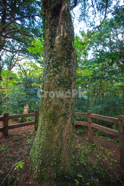 이끼,나무,비자나무,곶자왈,녹색,푸름,숲속,숲,황토,비자림,제주,제주도,산림,자연,풍경,신비,유네스코,잡초,식물,자연,plants,nature,나무,trees,wood