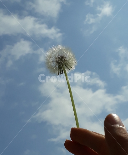 민들레,하늘,자유,평화,꿈,푸르른