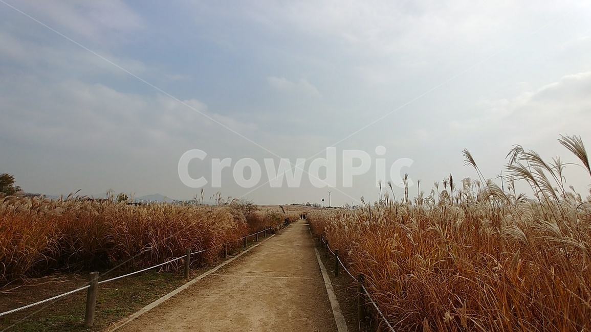가을,갈대,억새,억새길,갈대길,하늘공원,가을,계절,fall,autumn,season,자연,풍경,nature,landscape,grass,잔디,plant,식물,lawn